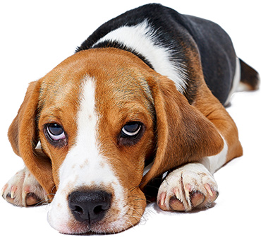 Sad dog