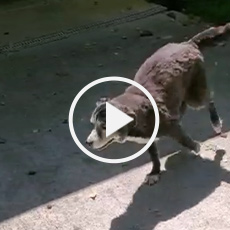 video 3 screen shot